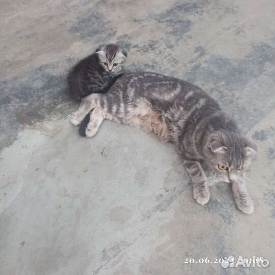 Кошки бесплатно