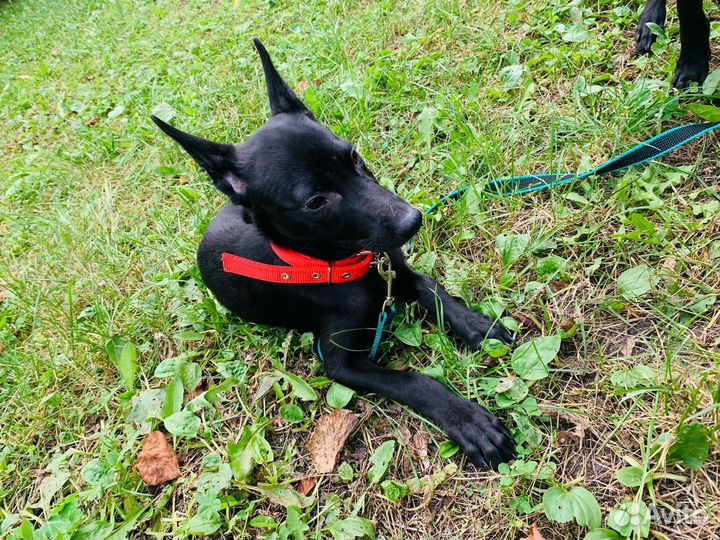 Щенок мальчик