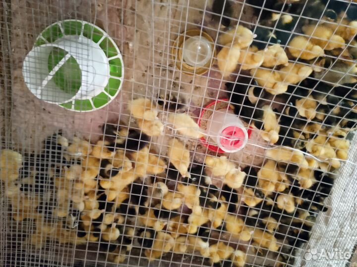 Гусята утята хохлатых