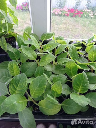 Глоксиния детки