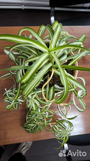 Хлорофитум кудрявый