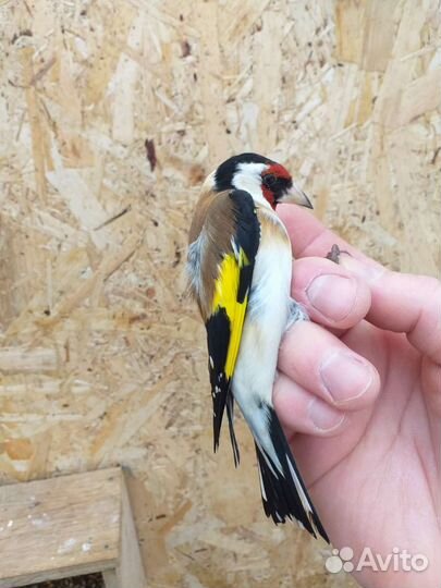 Птица щегол