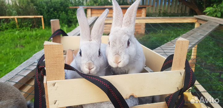 Очаровательные рексы