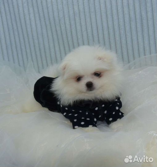 Без предоплат.Померанский шпиц девочка белая