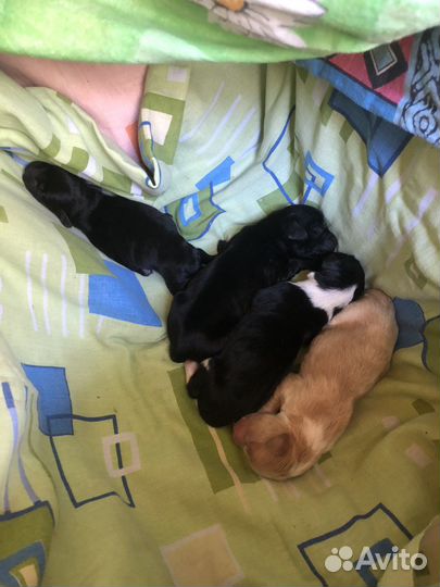 Щенки в добрые руки