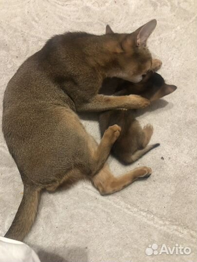 Абиссинцы с родословной и кот для вязки