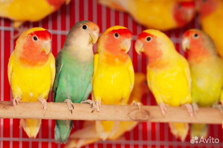 Розовощекие птенцы