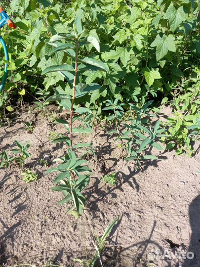 Жимолость саженцы