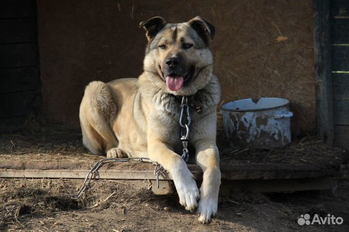 Собака Сокол