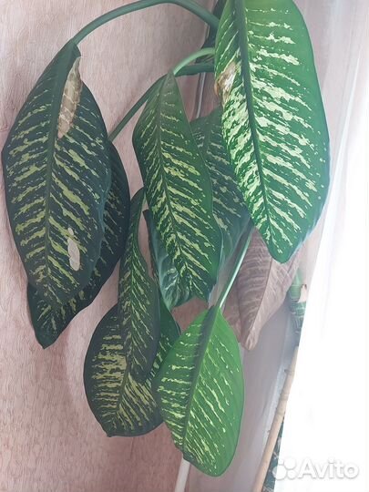 Комнатные домашние растения