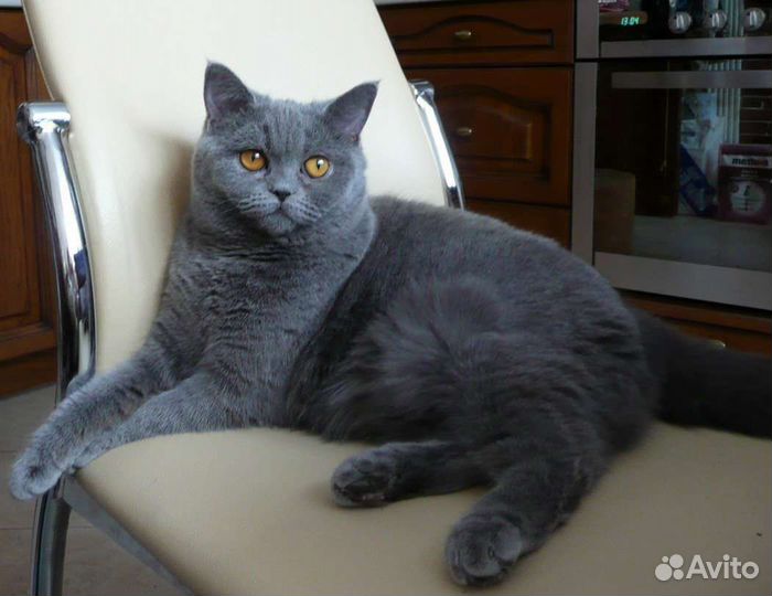 Бенгальская кошка в добрые руки