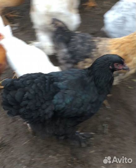 Куры,петухи