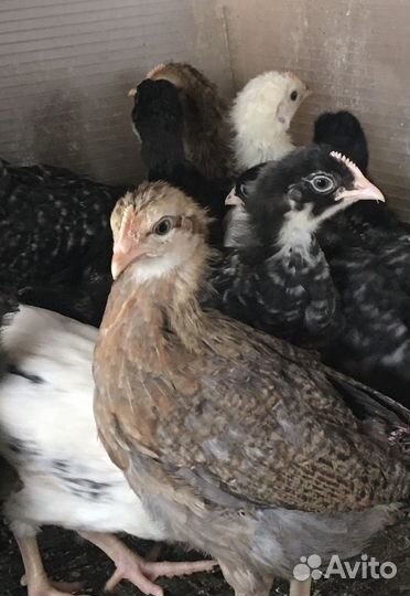 Цыплята Доминант