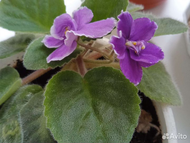 Комнатные растения