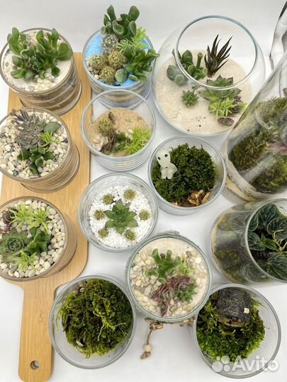 Флорариум из суккулентов