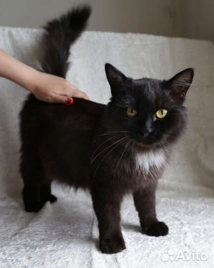 Котик в дар бесплатно