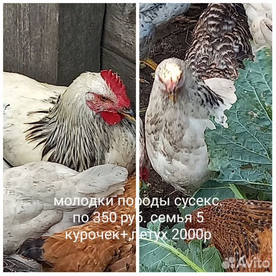 Куры молодки