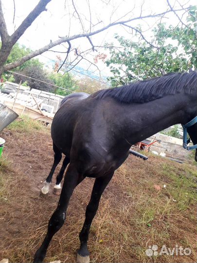 Жеребчик Сабхат