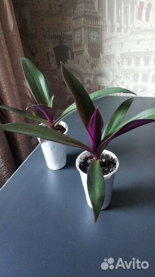 Традесканция Рэо