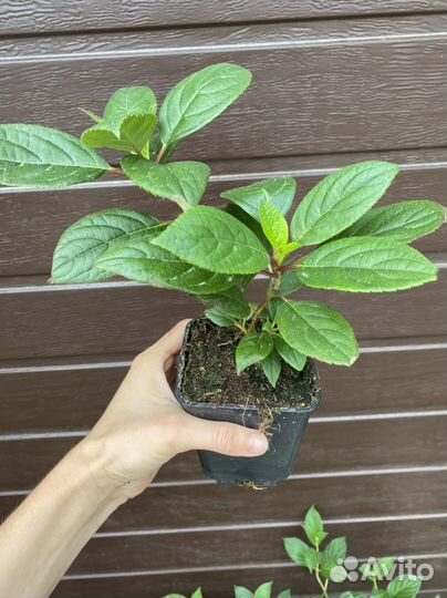 Гортензия метельчая Вимс Ред