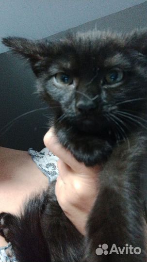 Кошка мушка ищет дом