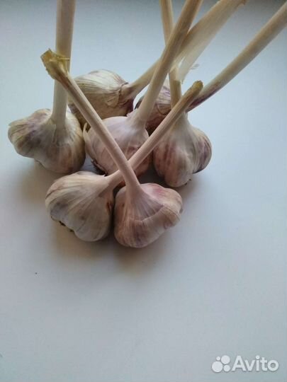 Чеснок на посадку семейный