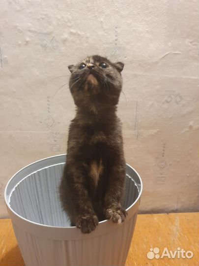 Праздничные коты