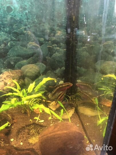 Аквариум с рыбками