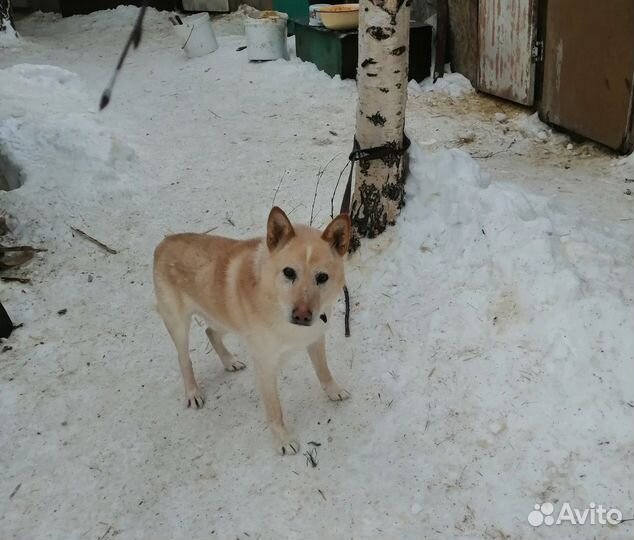 Глухой песик Орлик долго скитался,мечтает о доме