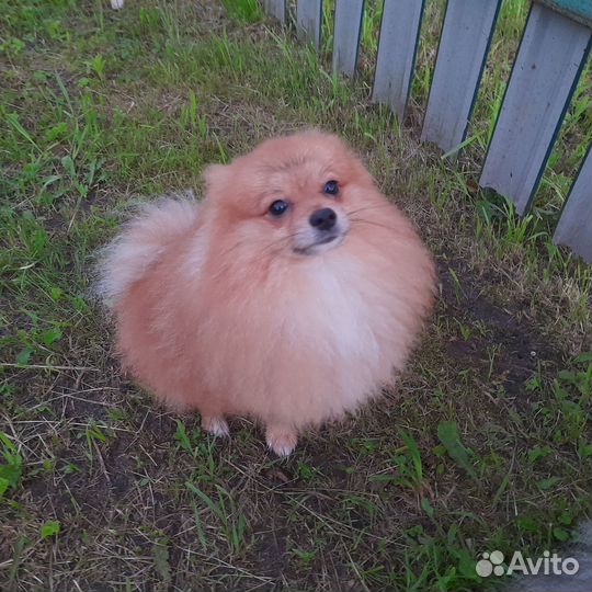 Померанский шпиц, вязка