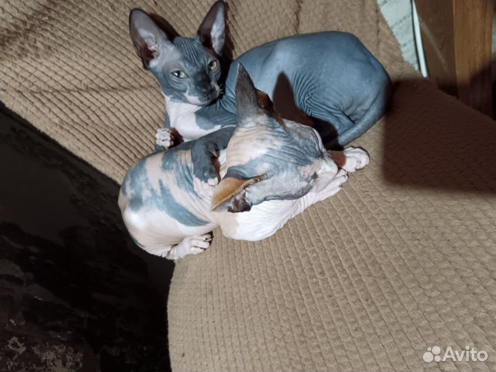 Сфинкс котенок