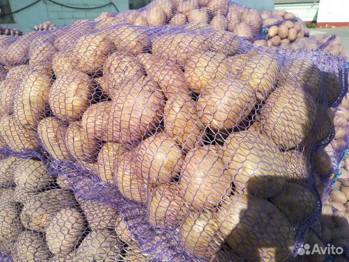 Продам картофель оптом