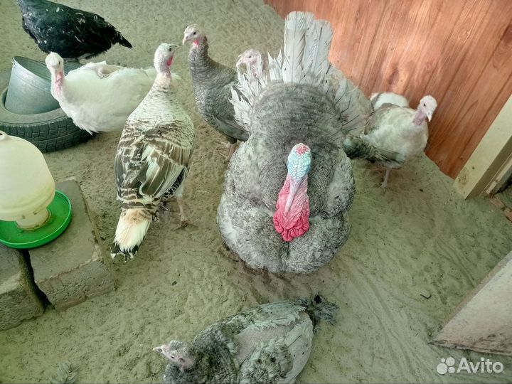 Инкубационное яйцо индейки