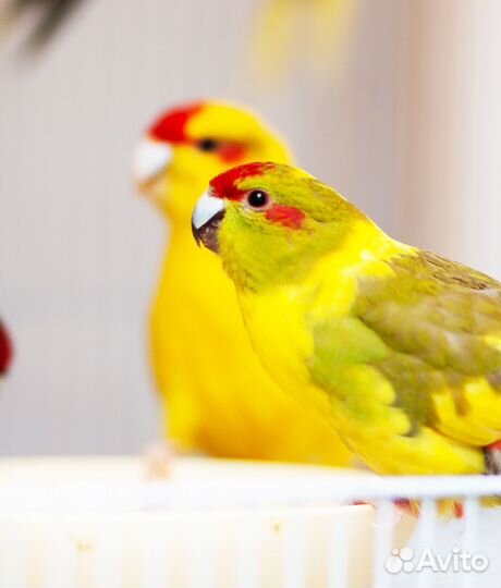 Какарик лучшие птенцы для Вас