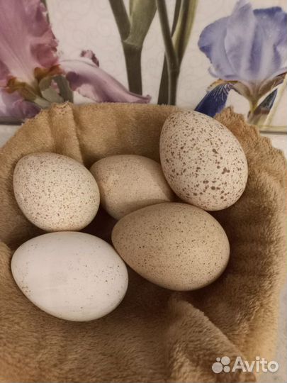 Домашние куриные яйца