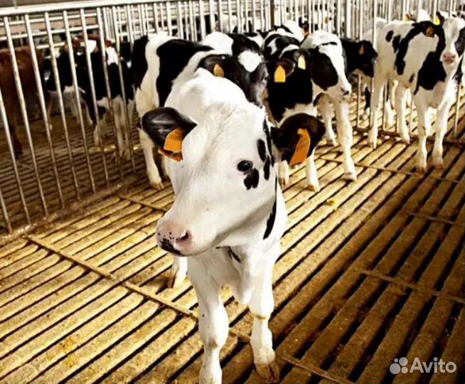 Бычки телята скороспелые