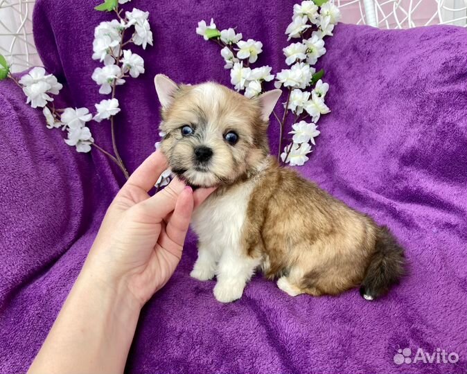 Мерле йорк с двумя голубыми глазами мальчик