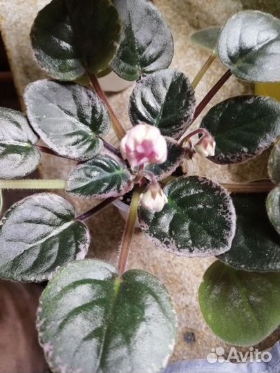 Сортовые фиалки. Стартеры