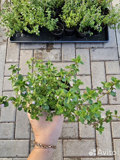 Тимьян ползучий