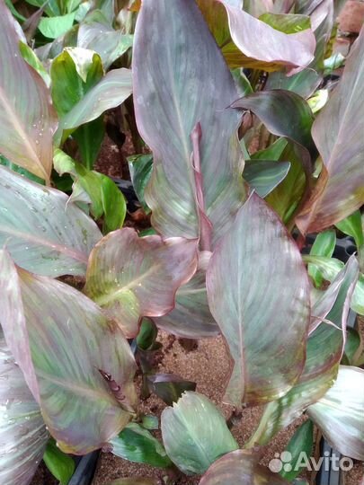 Цветы канны