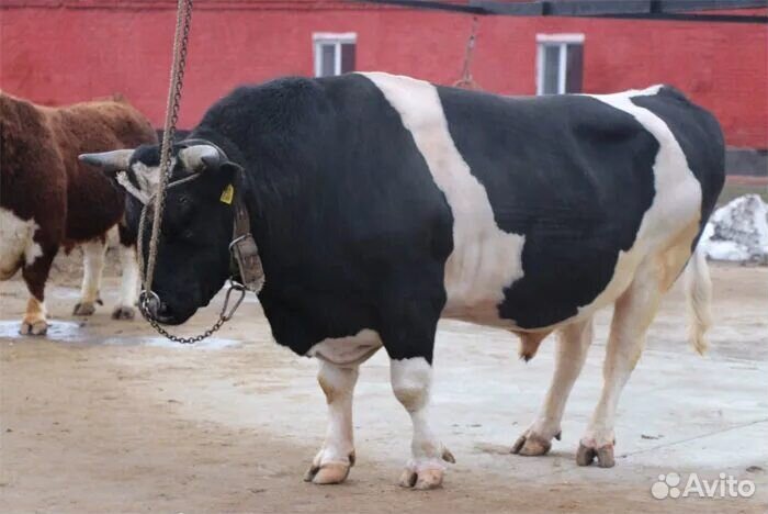 Быки на мясо