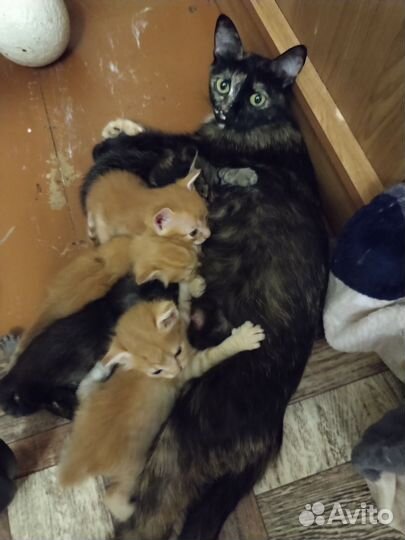 Коты отдам в добрые руки