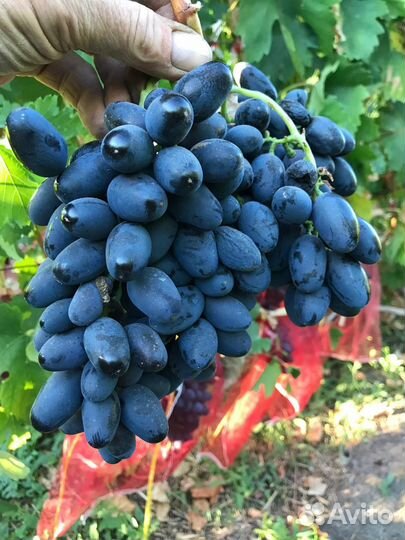 Саженцы и черенки винограда