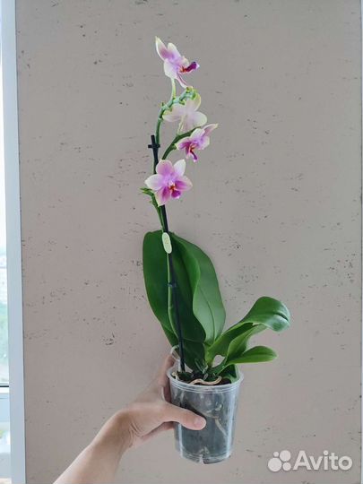 Орхидея Лиодоро