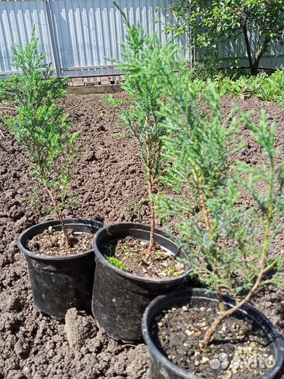 Можевельники и туи