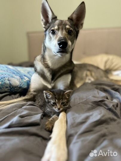 Котята ищут дом