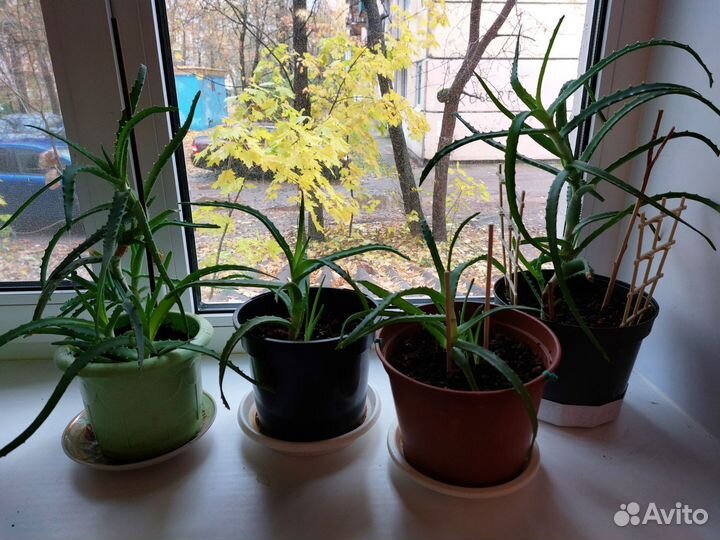 Алоэ вера лечебный