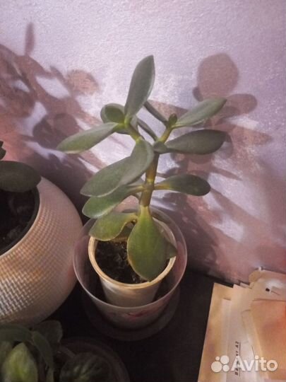 Живое дерево (толстянка)