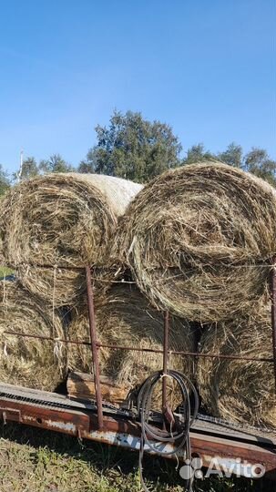 Сено в рулонах