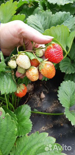 Рассада клубники Микс Ламбада Альба Капри Купчиха